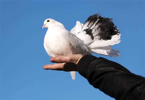 taube englisch|taube in der hand.